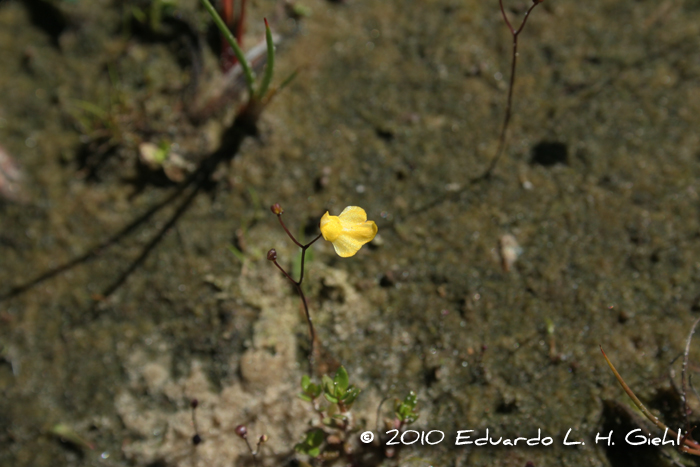 Utricularia subulata