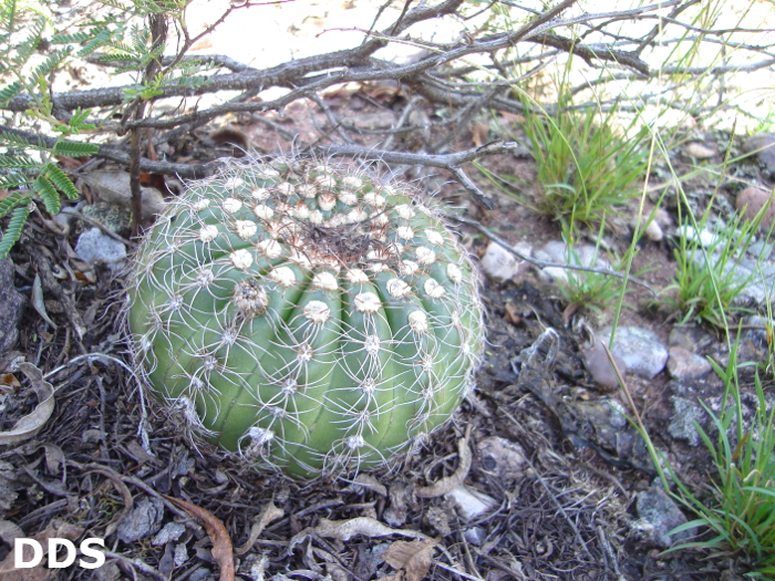 Parodia crassigibba