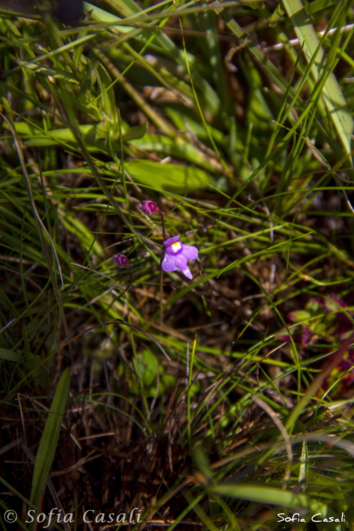 Utricularia tridentata