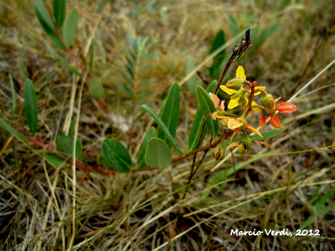 Galphimia australis