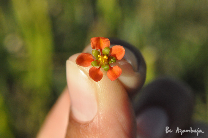 Galphimia australis