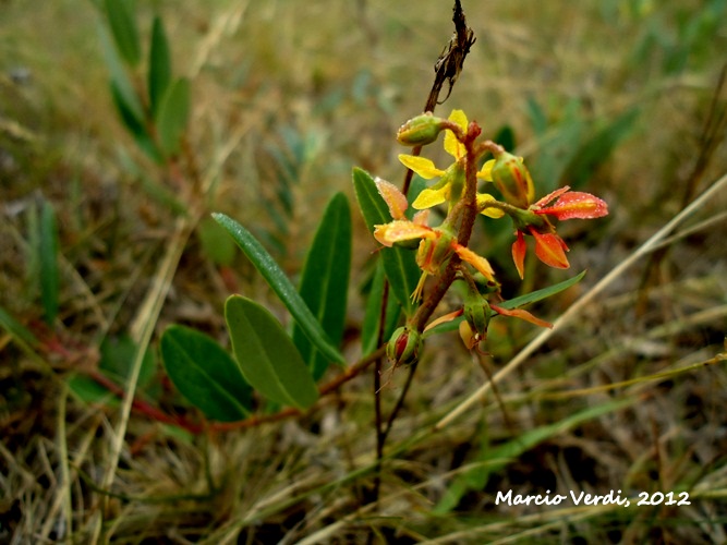 Galphimia australis