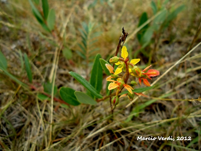 Galphimia australis