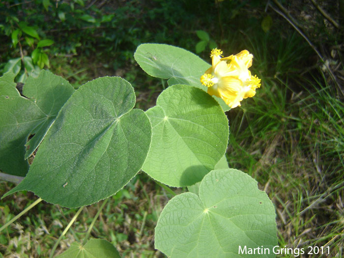 Abutilon umbelliflorum