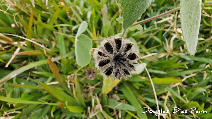 Abutilon umbelliflorum