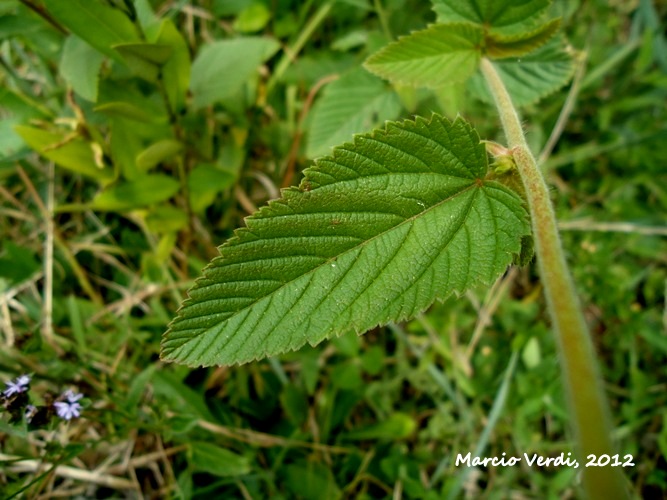 Melochia pilosa