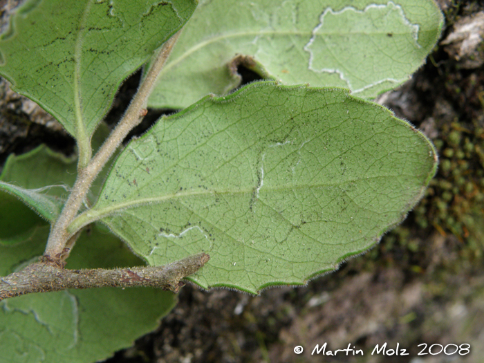 Xylosma schroederi