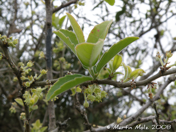 Xylosma schroederi