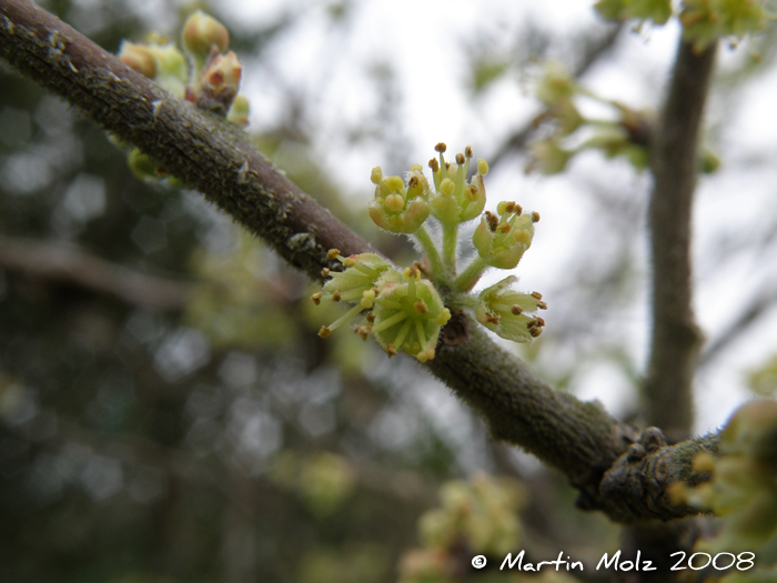 Xylosma schroederi