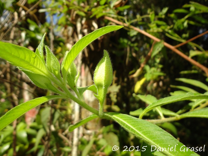 Ludwigia peruviana