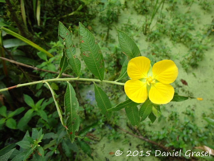 Ludwigia peruviana