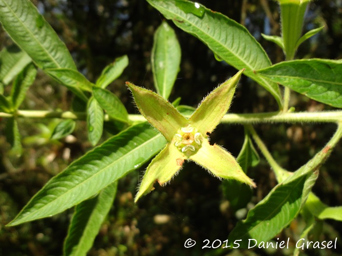 Ludwigia peruviana