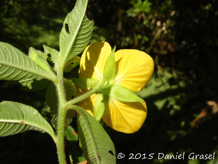 Ludwigia peruviana