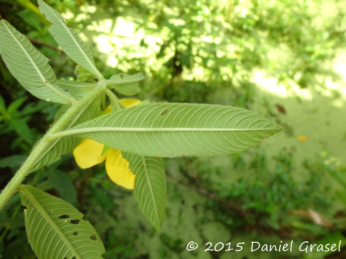 Ludwigia peruviana