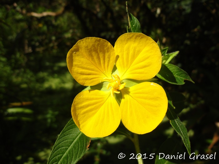 Ludwigia peruviana