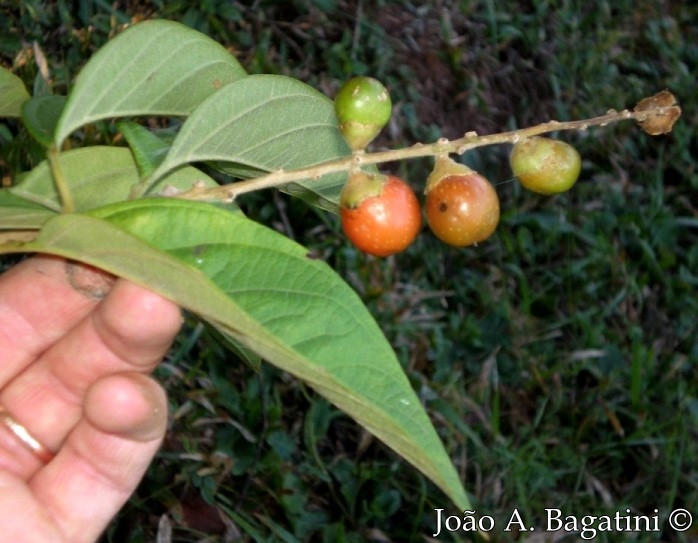 Citharexylum myrianthum