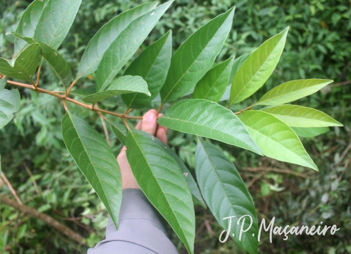 Citharexylum myrianthum