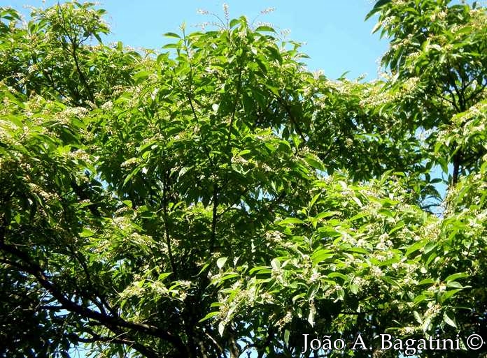 Citharexylum myrianthum