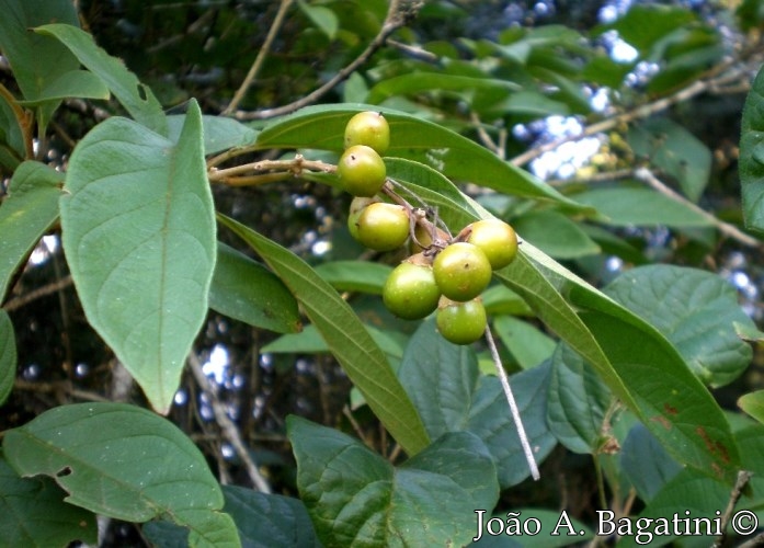 Citharexylum myrianthum