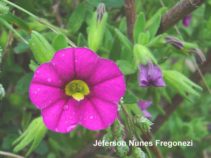 Calibrachoa missionica