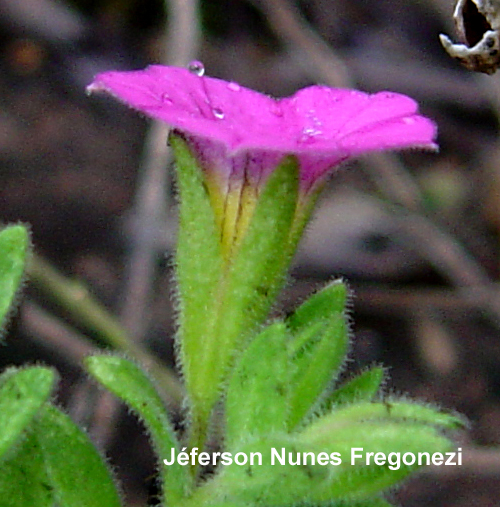 Calibrachoa missionica