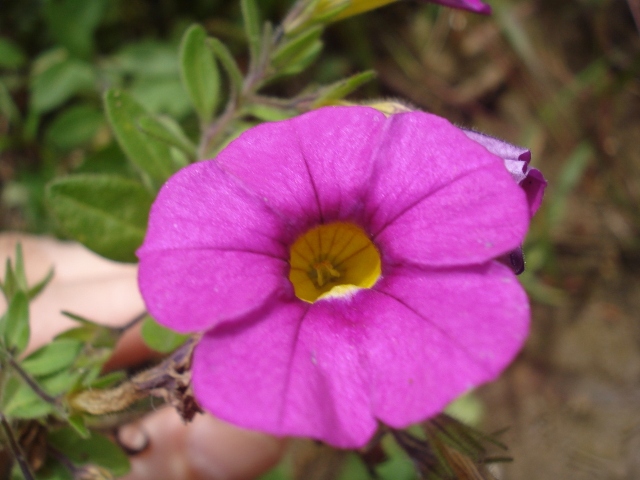 Calibrachoa linoides