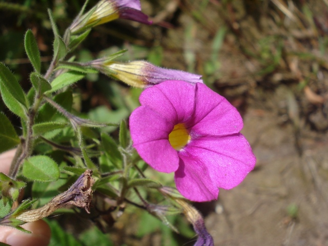 Calibrachoa linoides