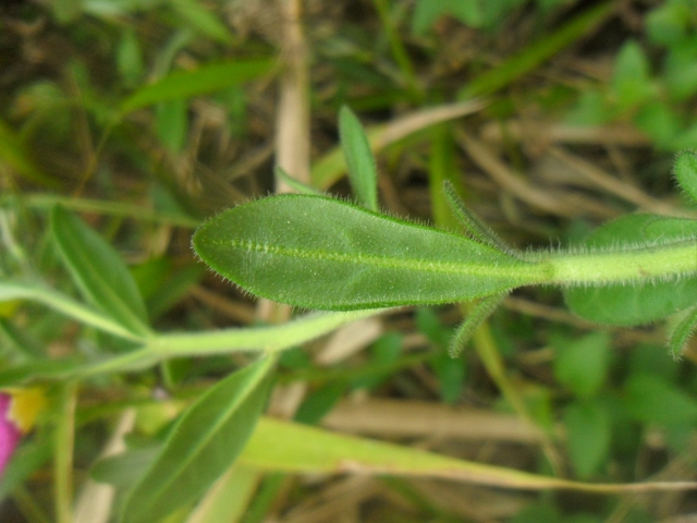 Calibrachoa linoides