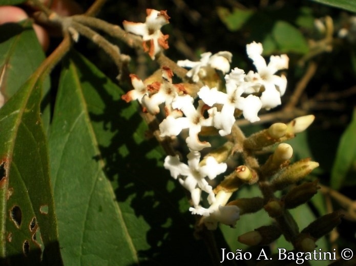 Citharexylum myrianthum