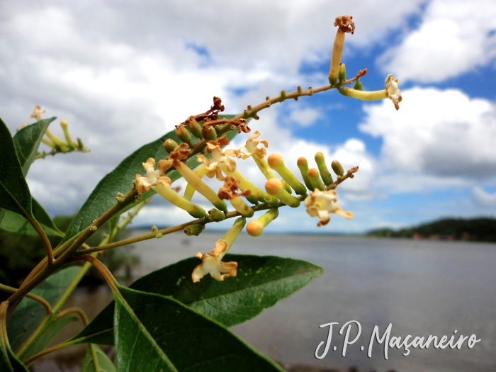 Citharexylum myrianthum