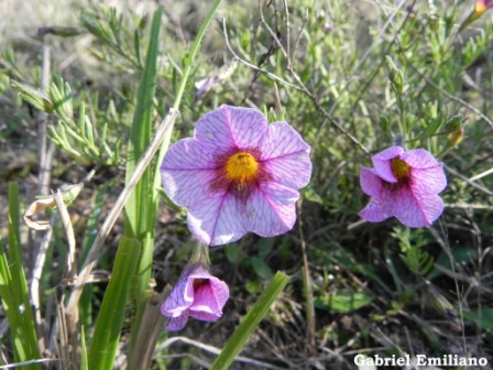 Calibrachoa humilis