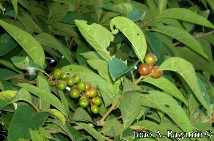 Citharexylum myrianthum