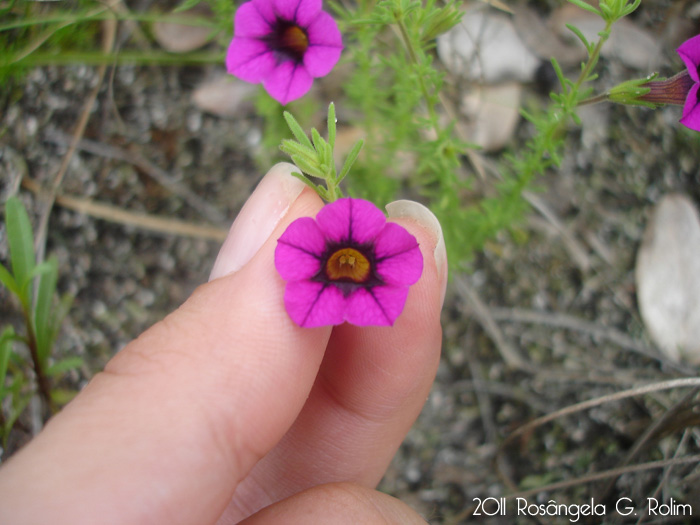 Calibrachoa heterophylla