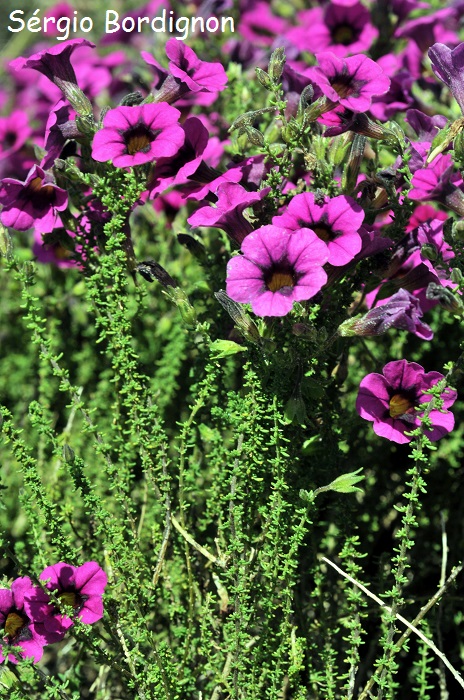 Calibrachoa heterophylla