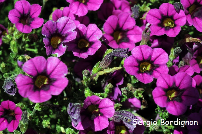 Calibrachoa heterophylla