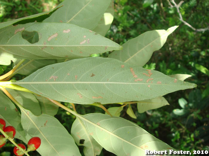 Citharexylum myrianthum