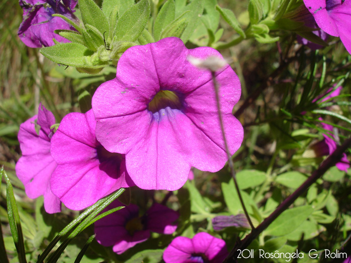 Calibrachoa excellens