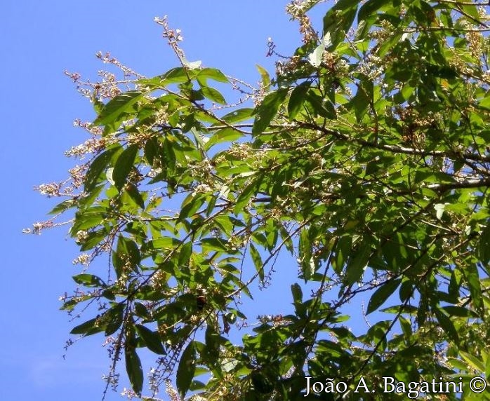 Citharexylum myrianthum