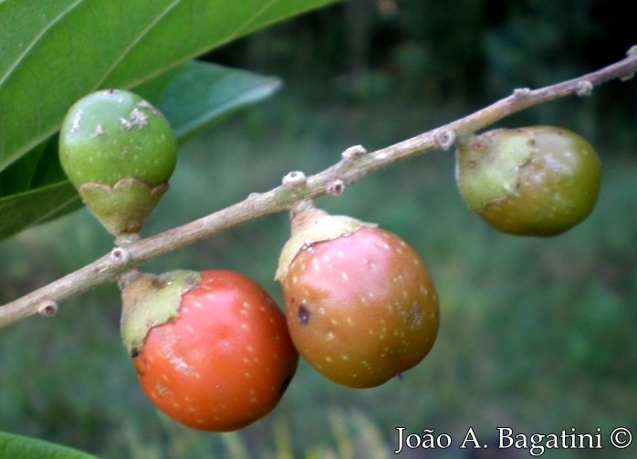 Citharexylum myrianthum