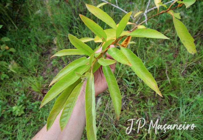 Citharexylum myrianthum