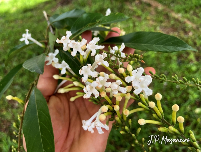 Citharexylum myrianthum