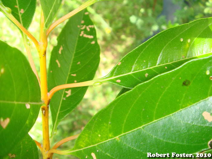 Citharexylum myrianthum