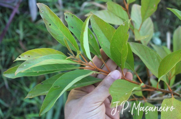 Citharexylum myrianthum