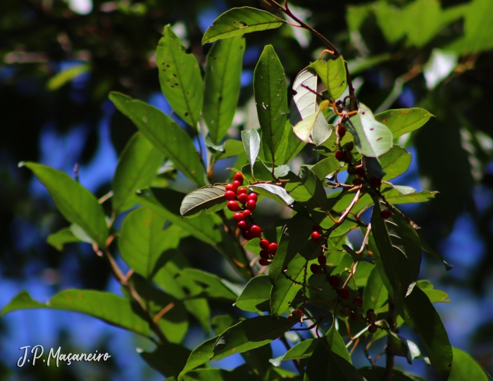 Citharexylum myrianthum