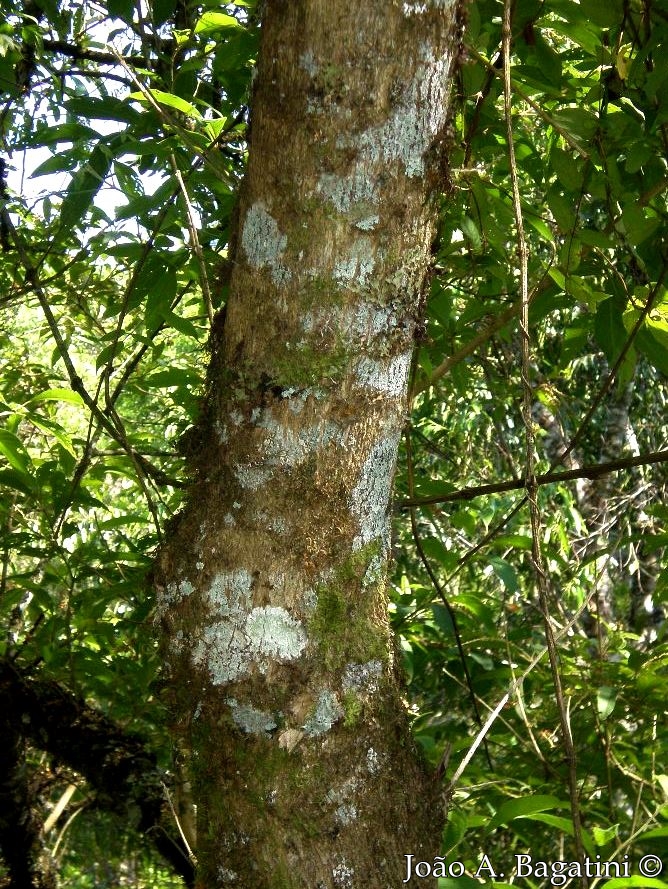 Citharexylum myrianthum