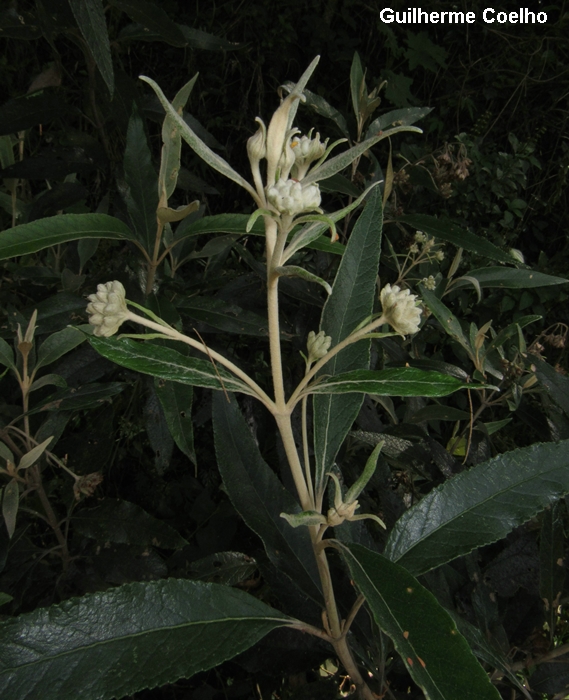 Buddleja kleinii