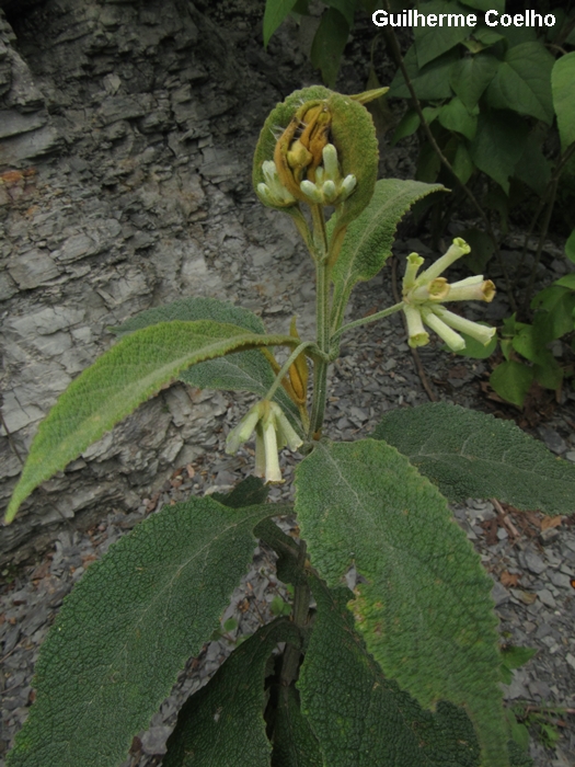 Buddleja hatschbachii