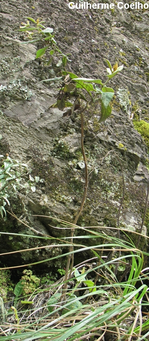 Buddleja hatschbachii