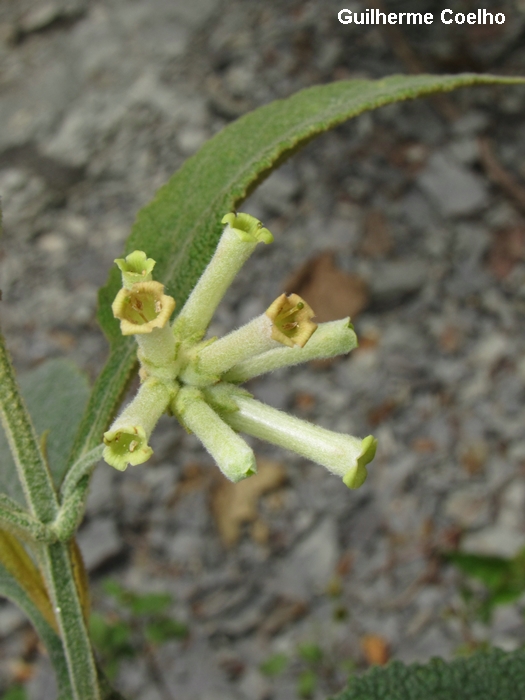Buddleja hatschbachii