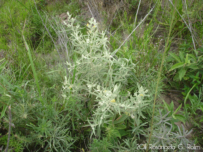 Buddleja grandiflora